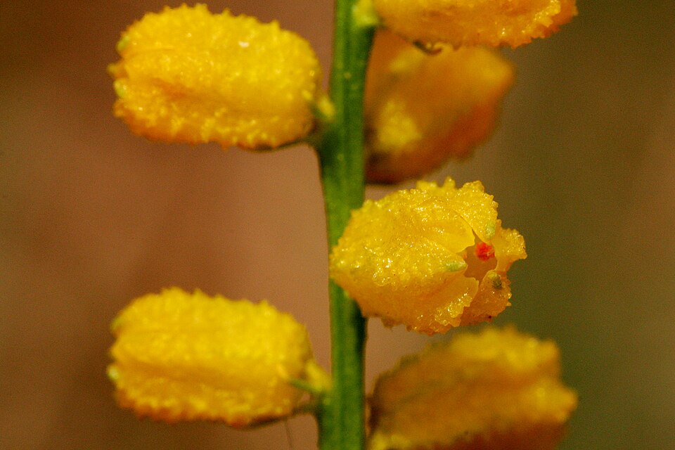 Golden Colicroot