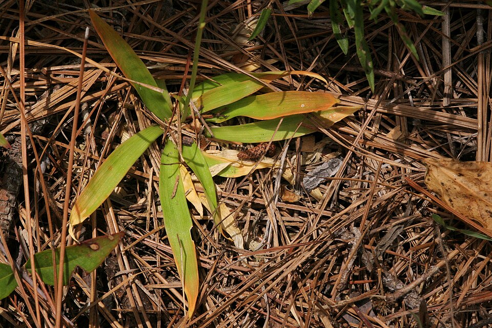 Golden Colicroot