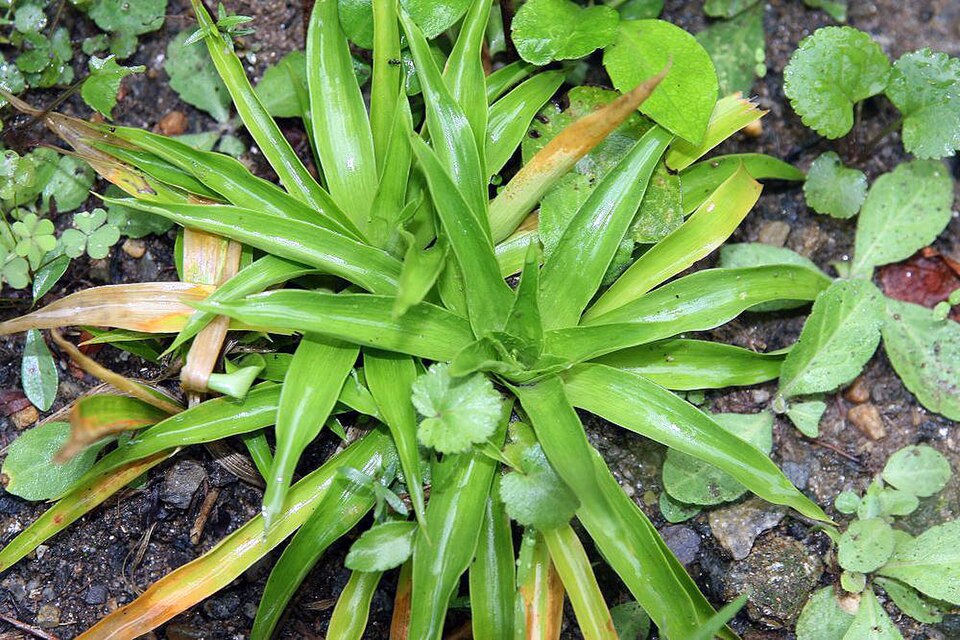White Colicroot