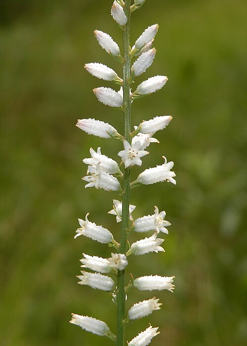 White Colicroot