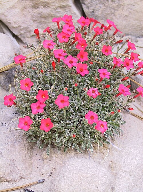 Rabbit Valley Gilia