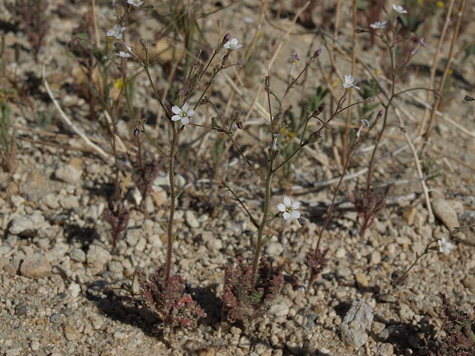 Desert Pale Gilia