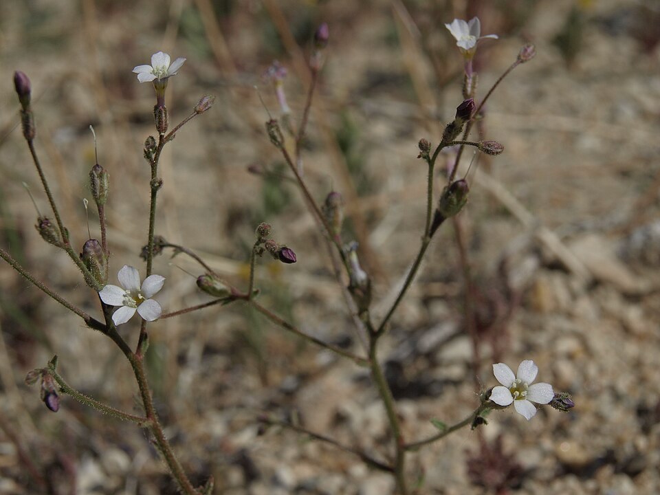 Desert Pale Gilia