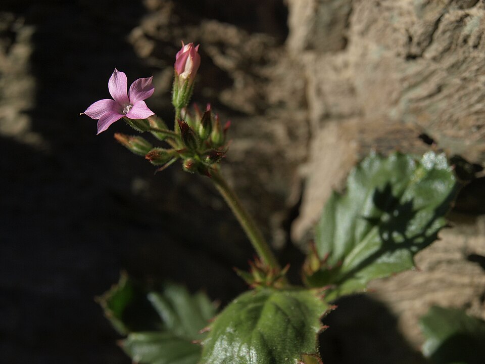 Broad-leaf Gilia