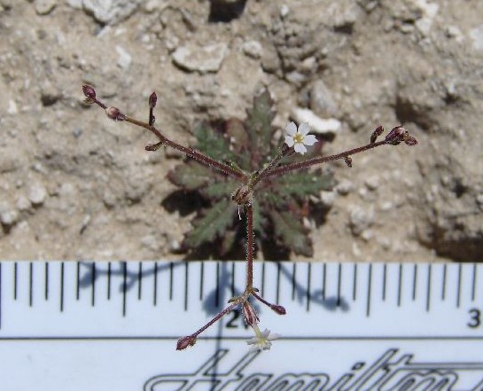 Sand Gilia