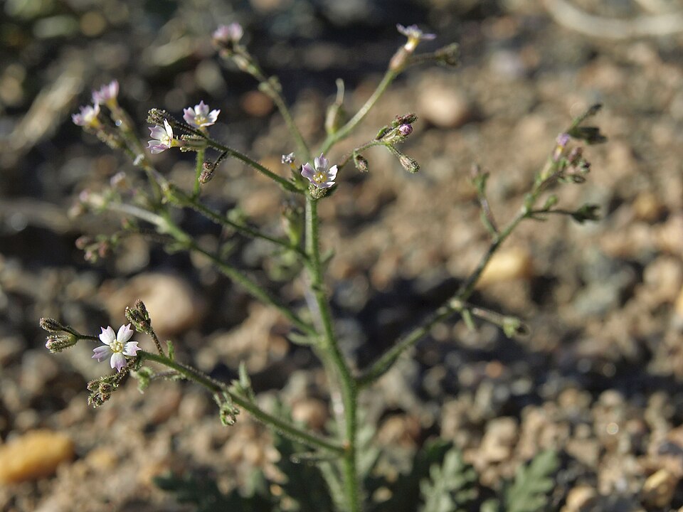 Sand Gilia