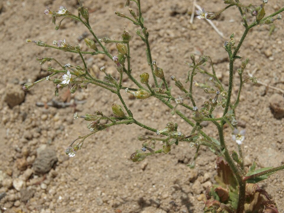 Sand Gilia