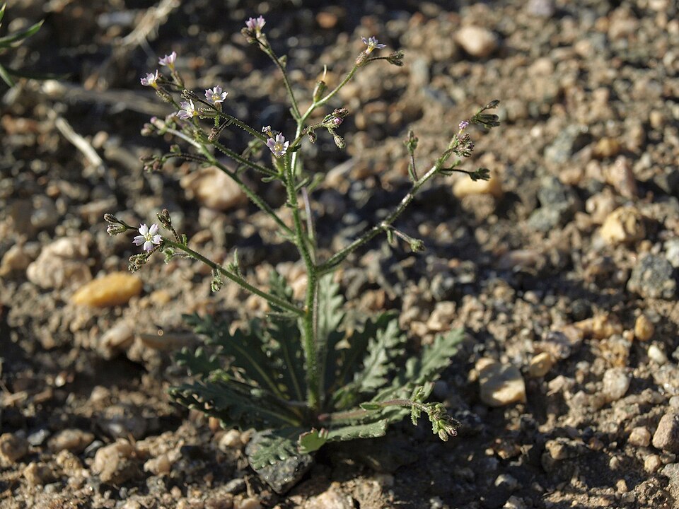 Sand Gilia