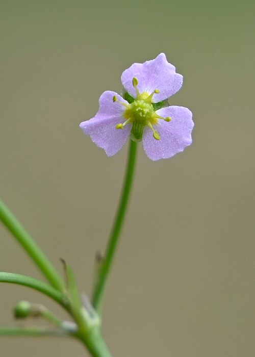 Water Plantain