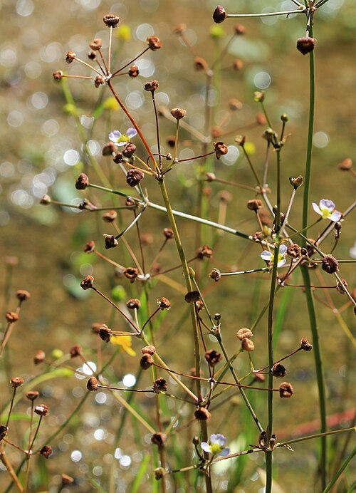 Narrowleaf Water Plantain
