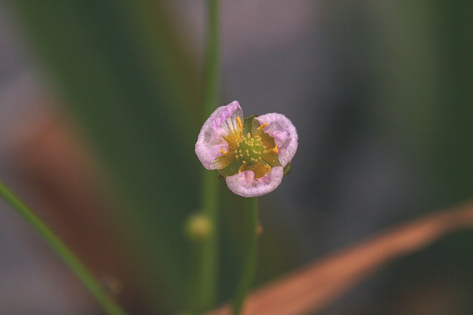 Narrowleaf Water Plantain