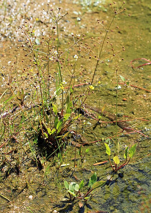 Narrowleaf Water Plantain