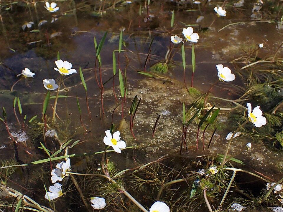 Lanceleaf Water Plantain