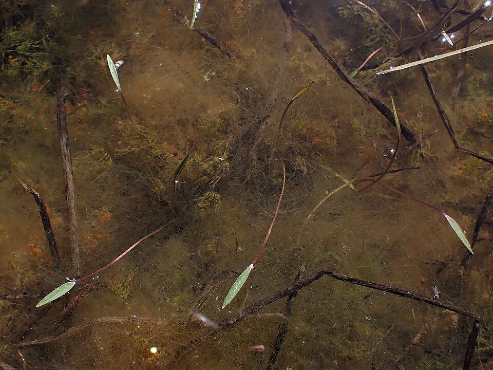 Lanceleaf Water Plantain