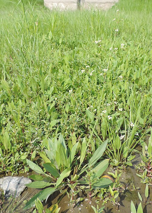 Lanceleaf Water Plantain