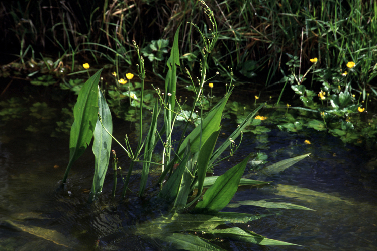 Lanceleaf Water Plantain