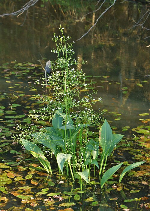European Water Plantain