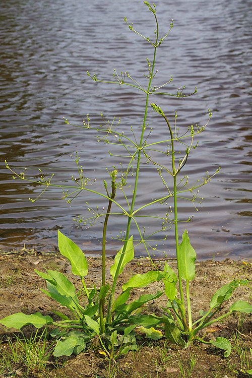 European Water Plantain