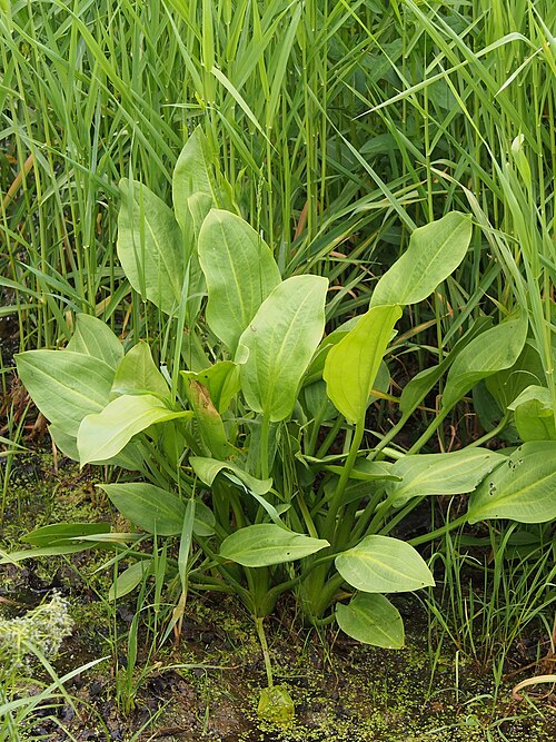 European Water Plantain