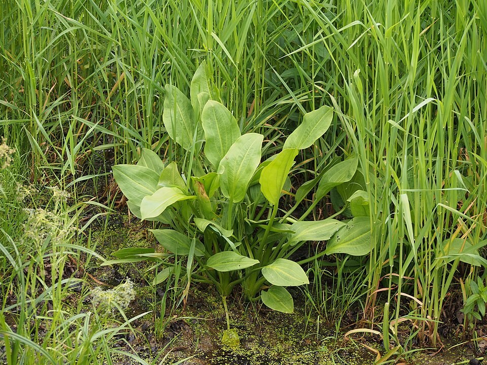 European Water Plantain