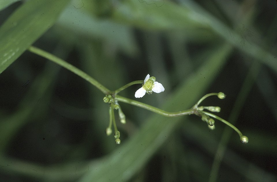 American Water Plantain