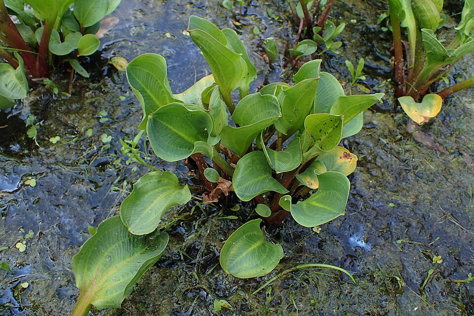 American Water Plantain