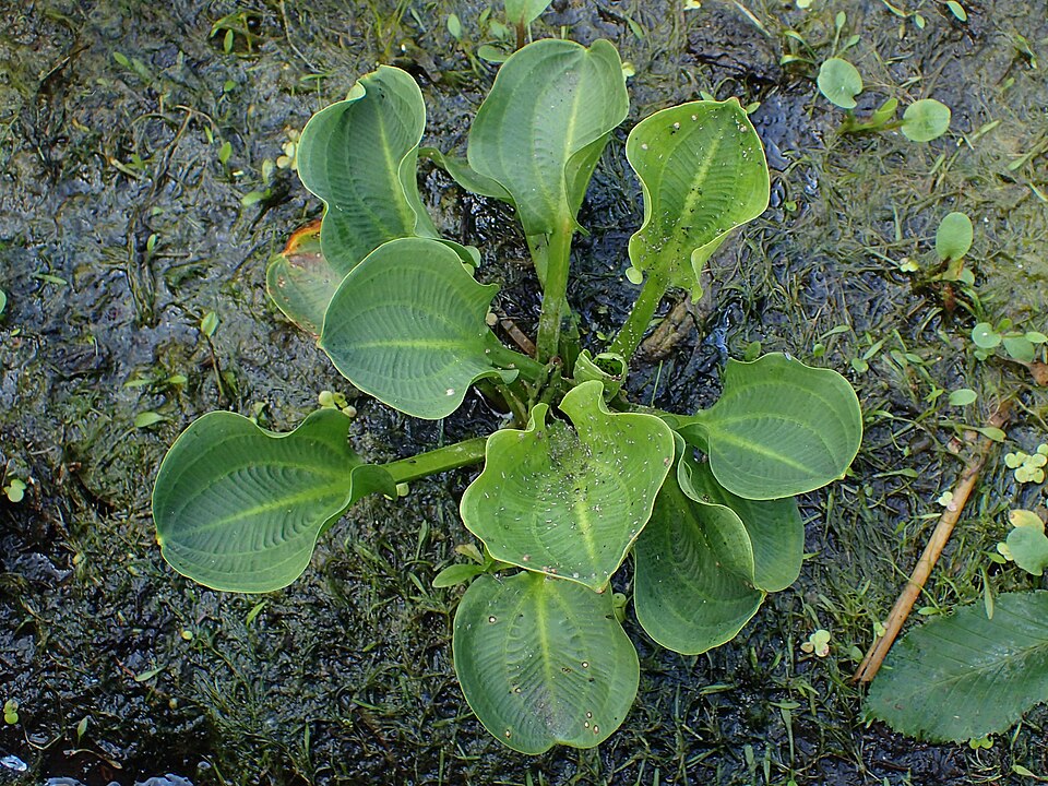 American Water Plantain