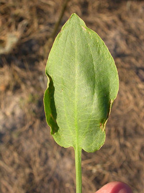 Northern Water Plantain