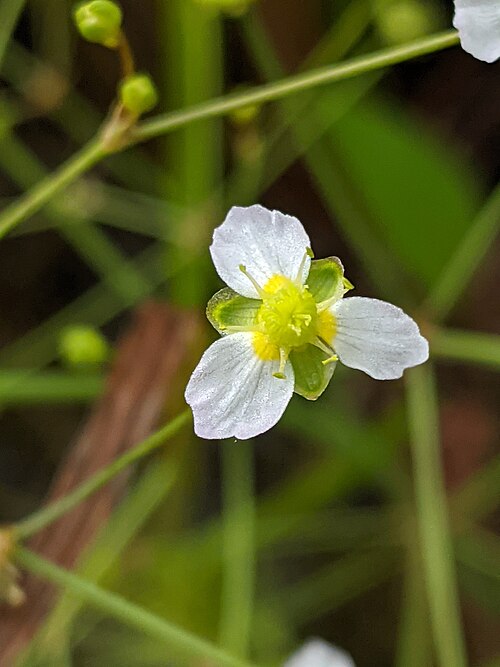 Northern Water Plantain