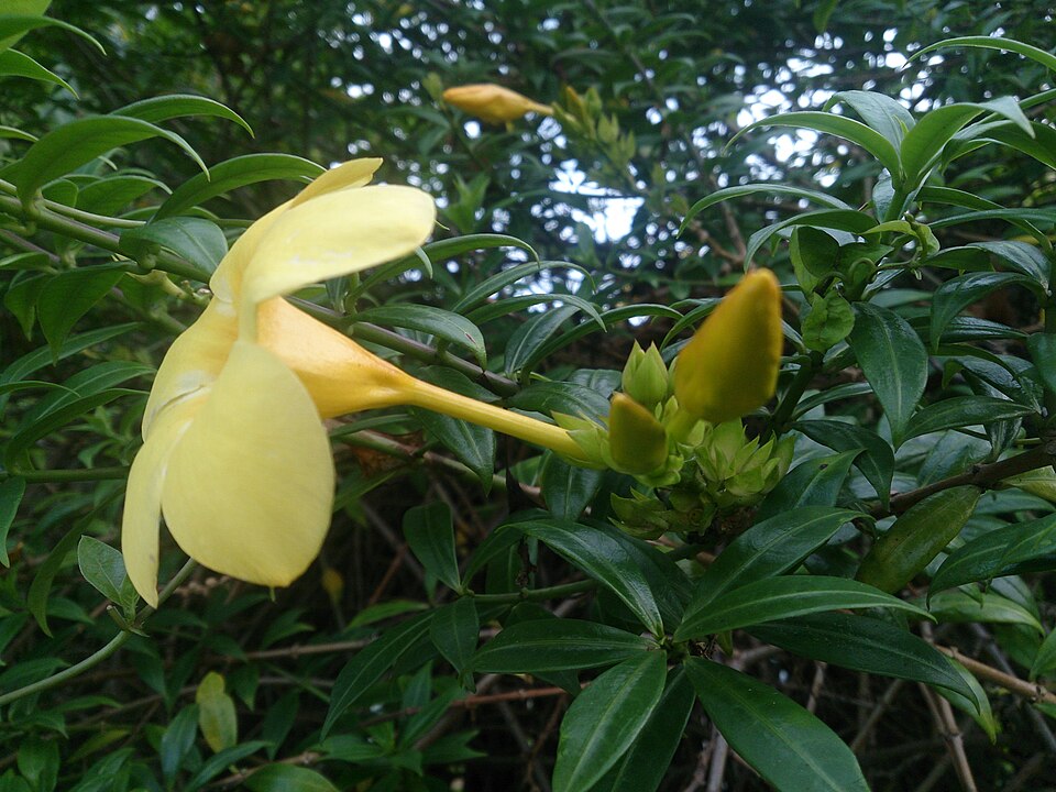 Golden Trumpet