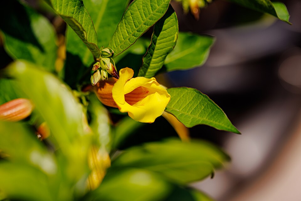 Golden Trumpet