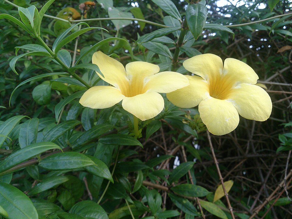 Golden Trumpet