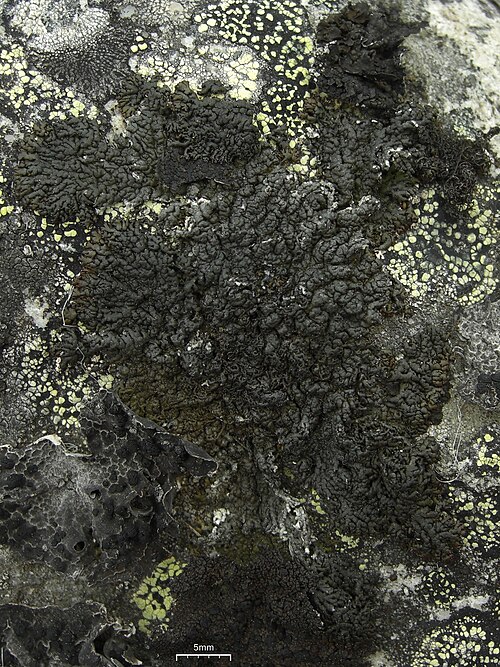Allantoparmelia Lichen