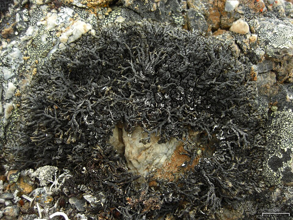 Allantoparmelia Lichen