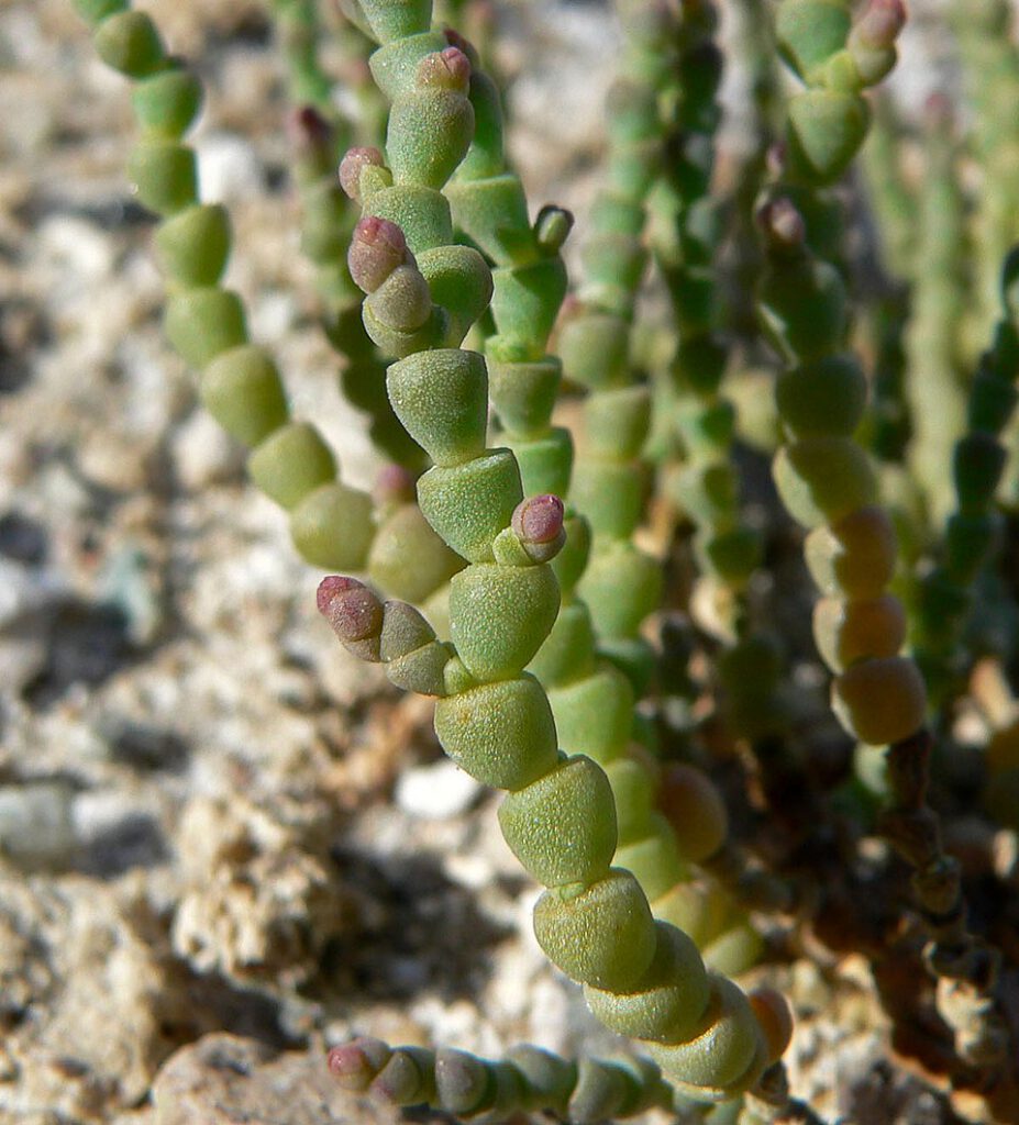 Iodinebush