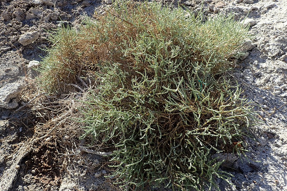 Iodinebush