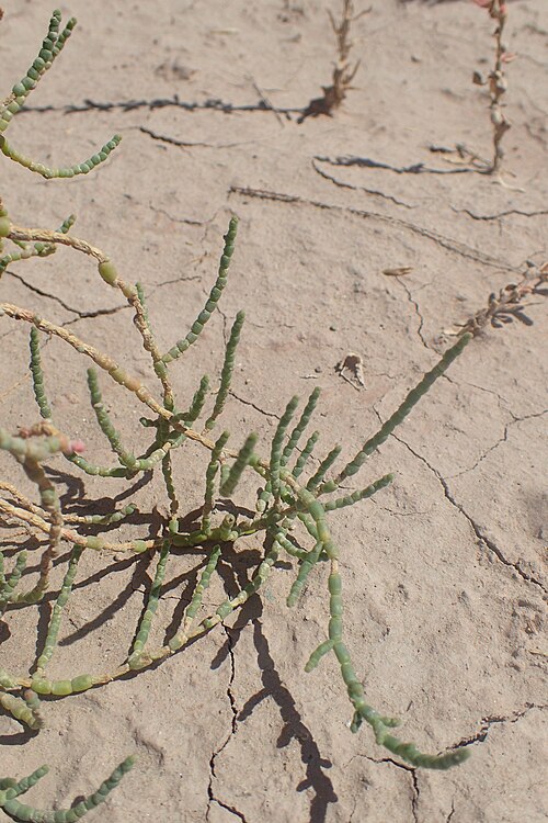 Iodinebush