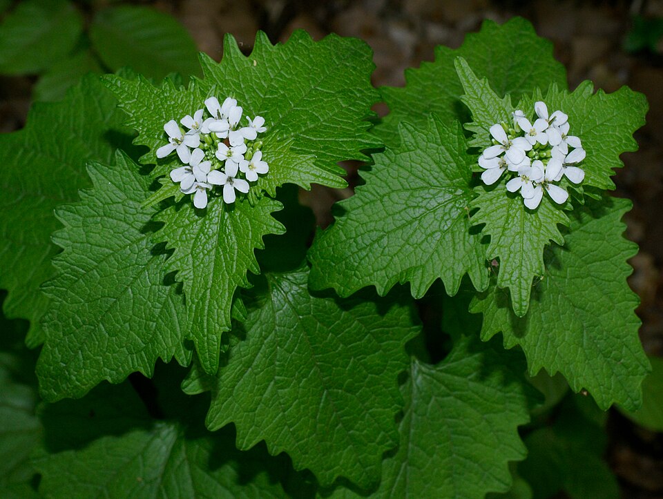 Garlic Mustard