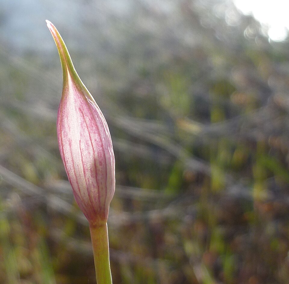 Tapertip Onion