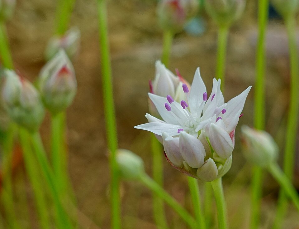 Narrowleaf Onion
