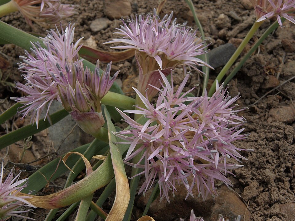 Twinleaf Onion