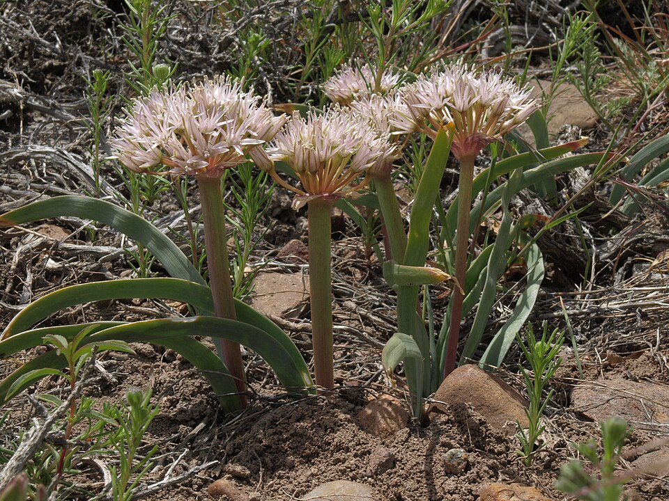 Twinleaf Onion