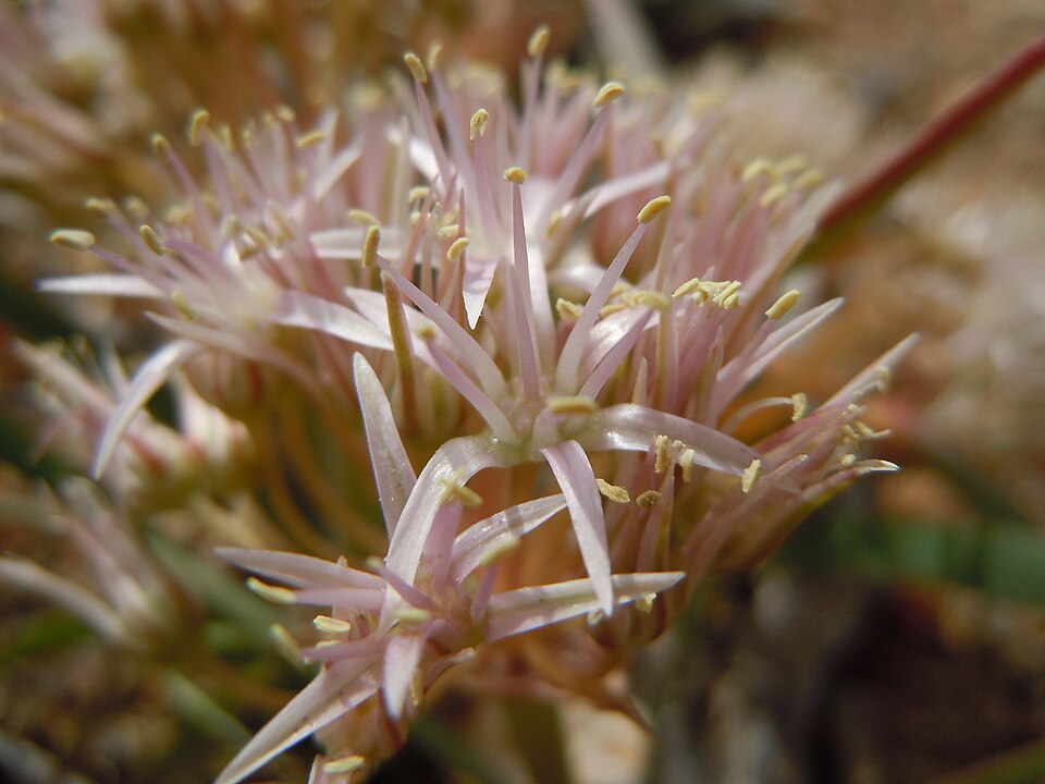 Twinleaf Onion