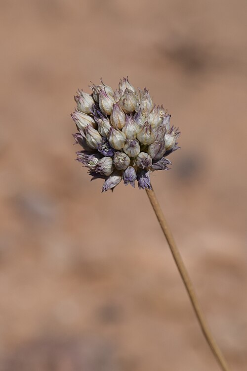 Wild Onion