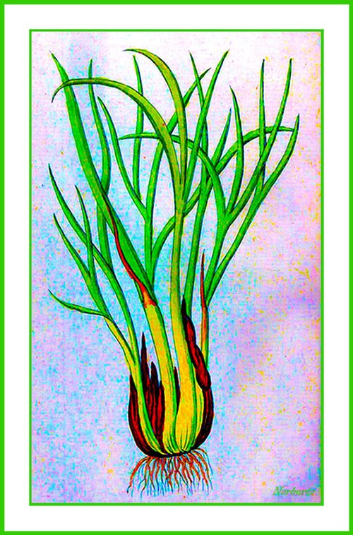 Wild Onion