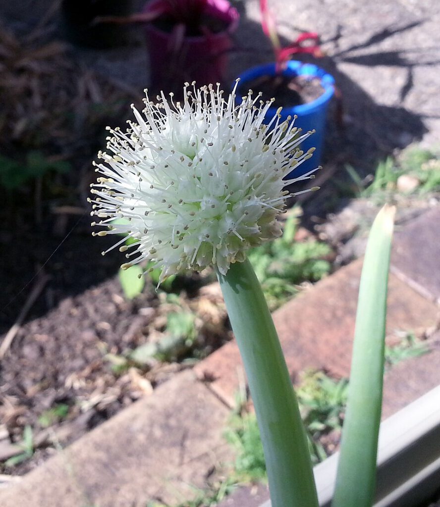 Wild Onion