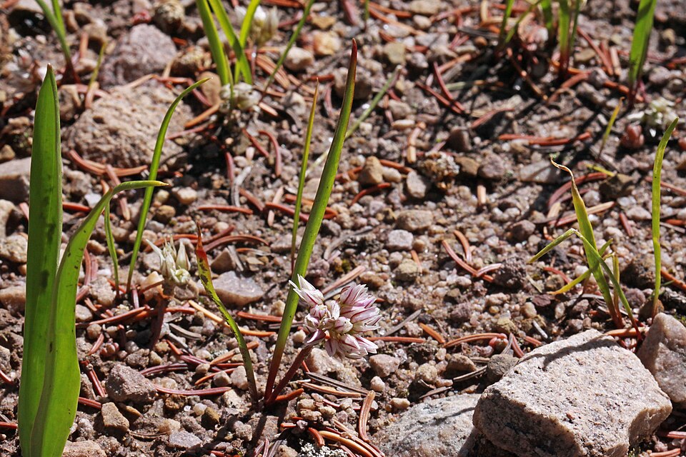 Brandegee's Onion