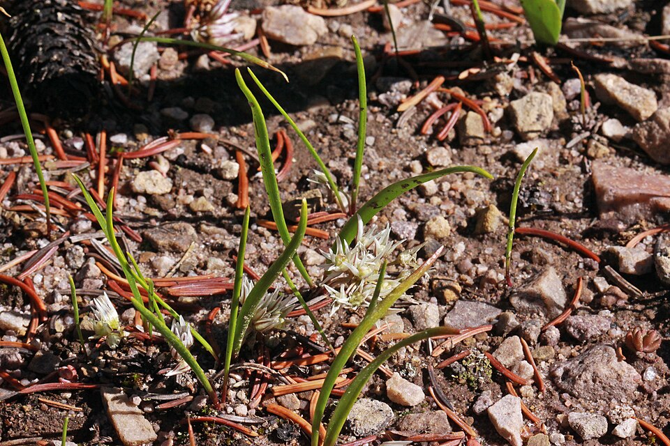 Brandegee's Onion