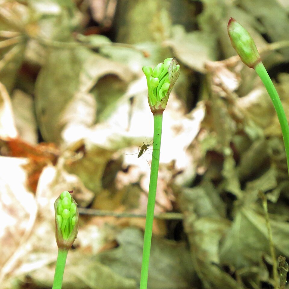 Narrowleaf Wild Leek