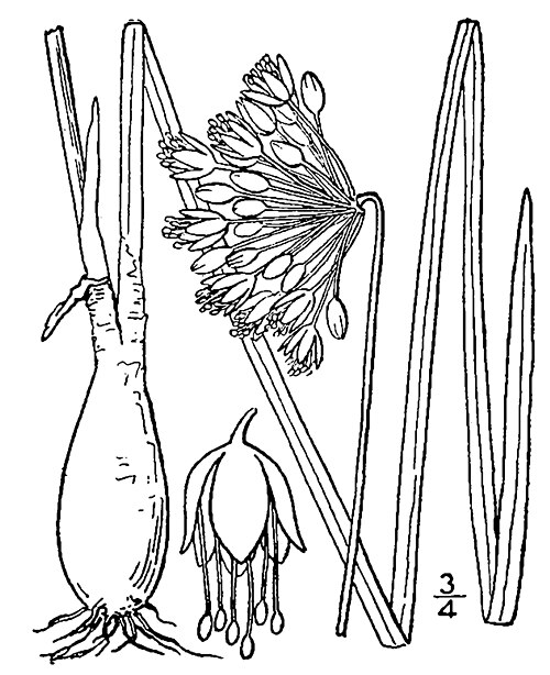 Nodding Onion